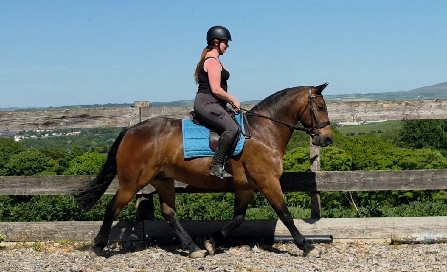 "Jack" Bay Gelding All Rounder - Horses