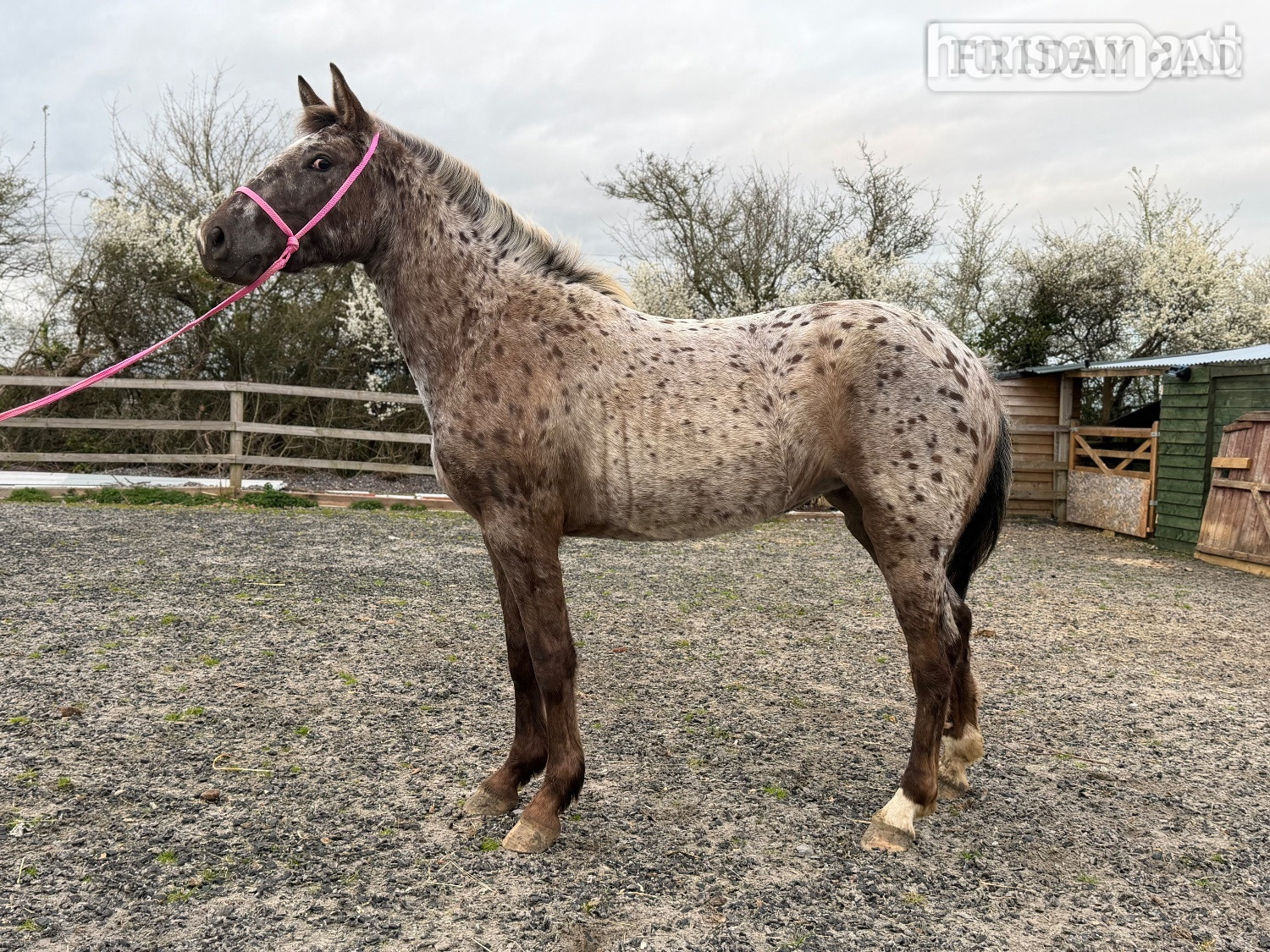 "Nova" Leopard Spot Filly Young Sport Horse in Yeovil