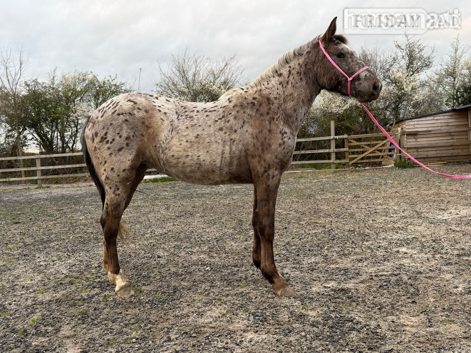 "Nova" Leopard Spot Filly Young Sport Horse