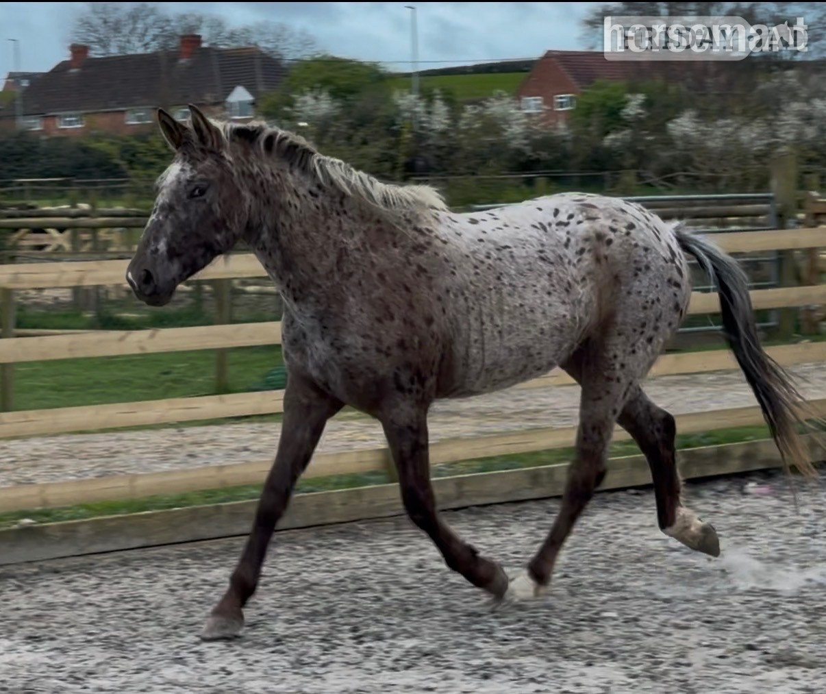 Yeovil "Nova" Leopard Spot Filly Young Sport Horse