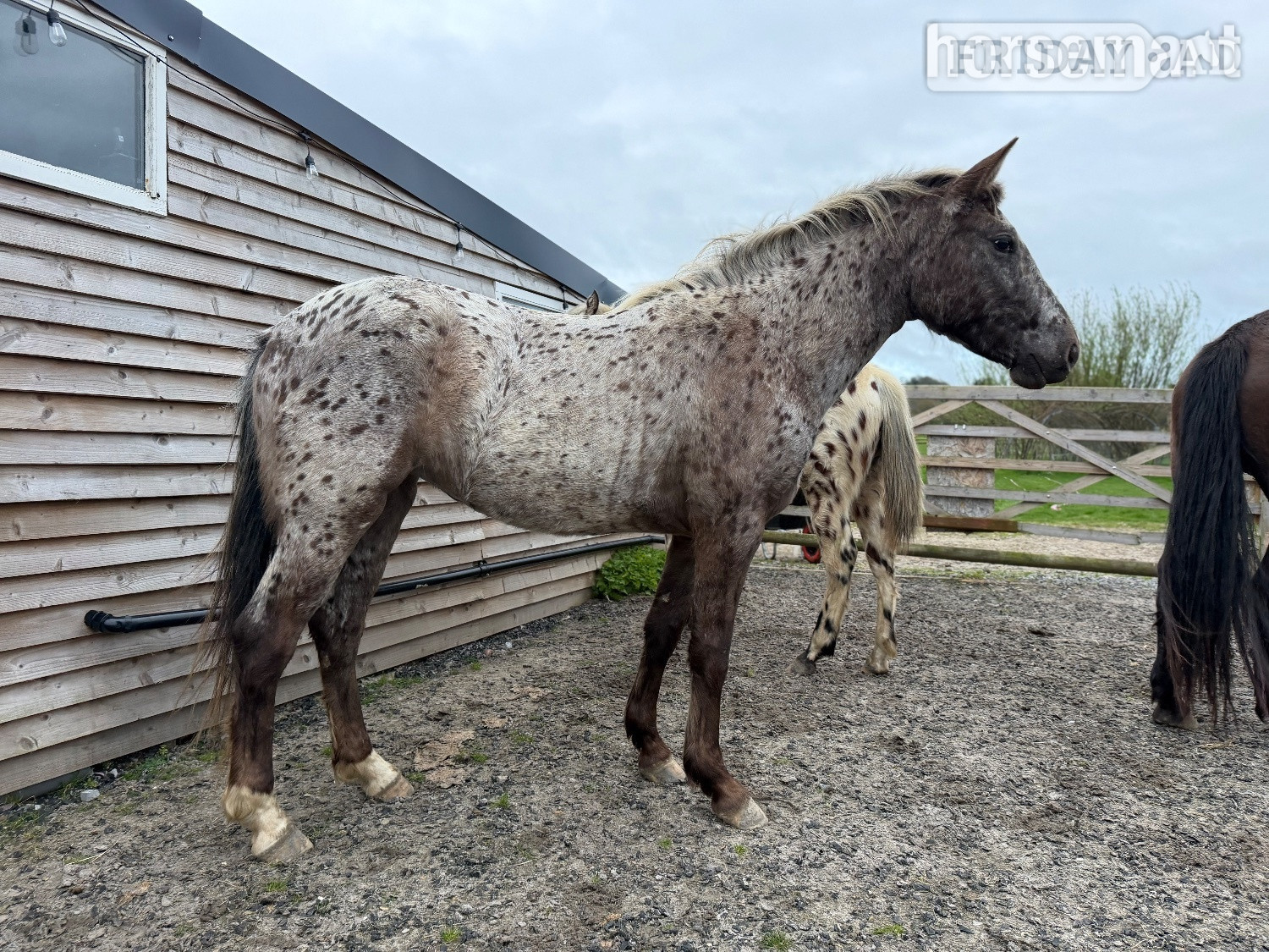 "Nova" Leopard Spot Filly Young Sport Horse -  in Yeovil