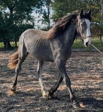 "Lanky Liam " Iron Grey Colt Youngstock / Foal