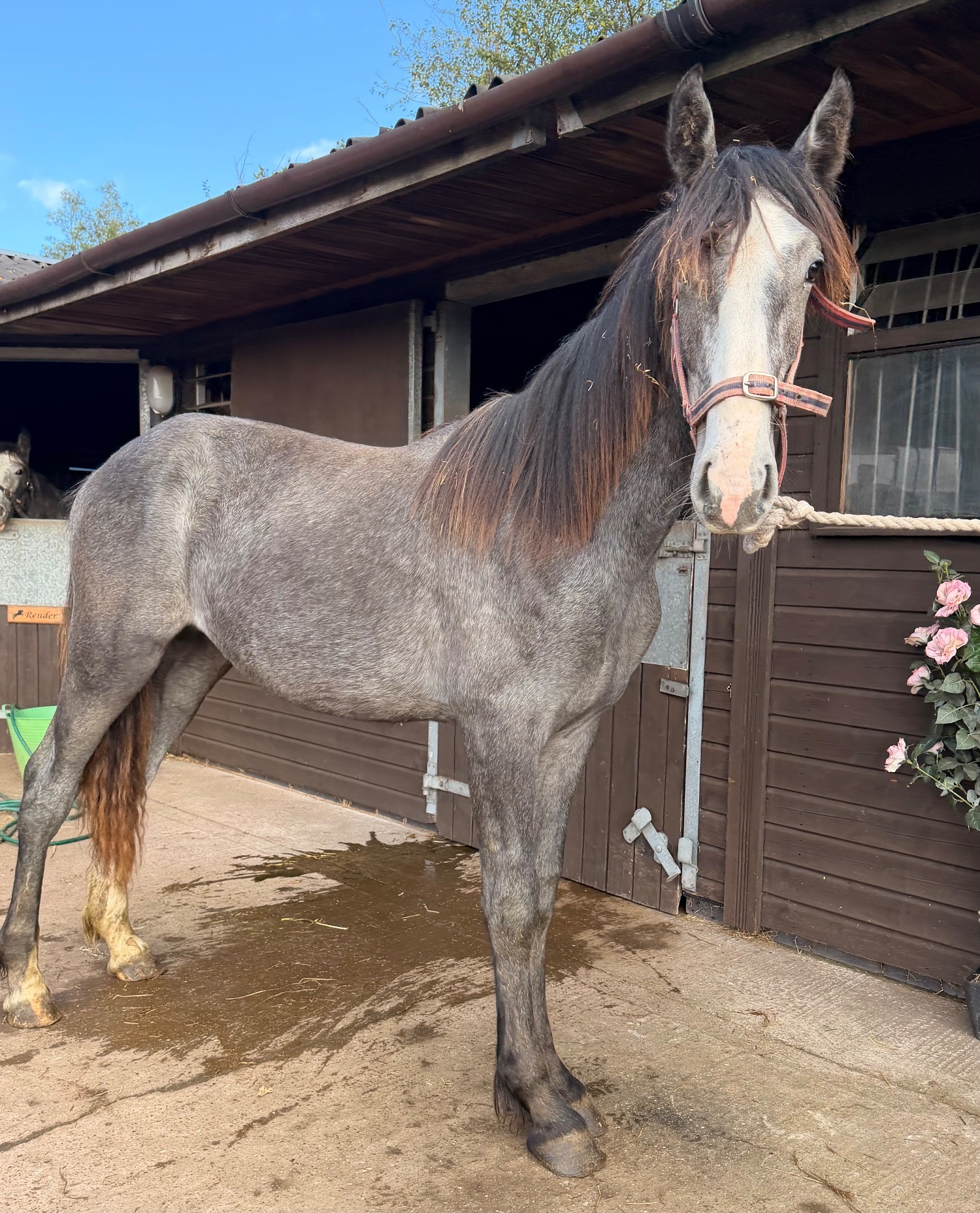 "Lanky Liam " Iron Grey Colt Youngstock / Foal