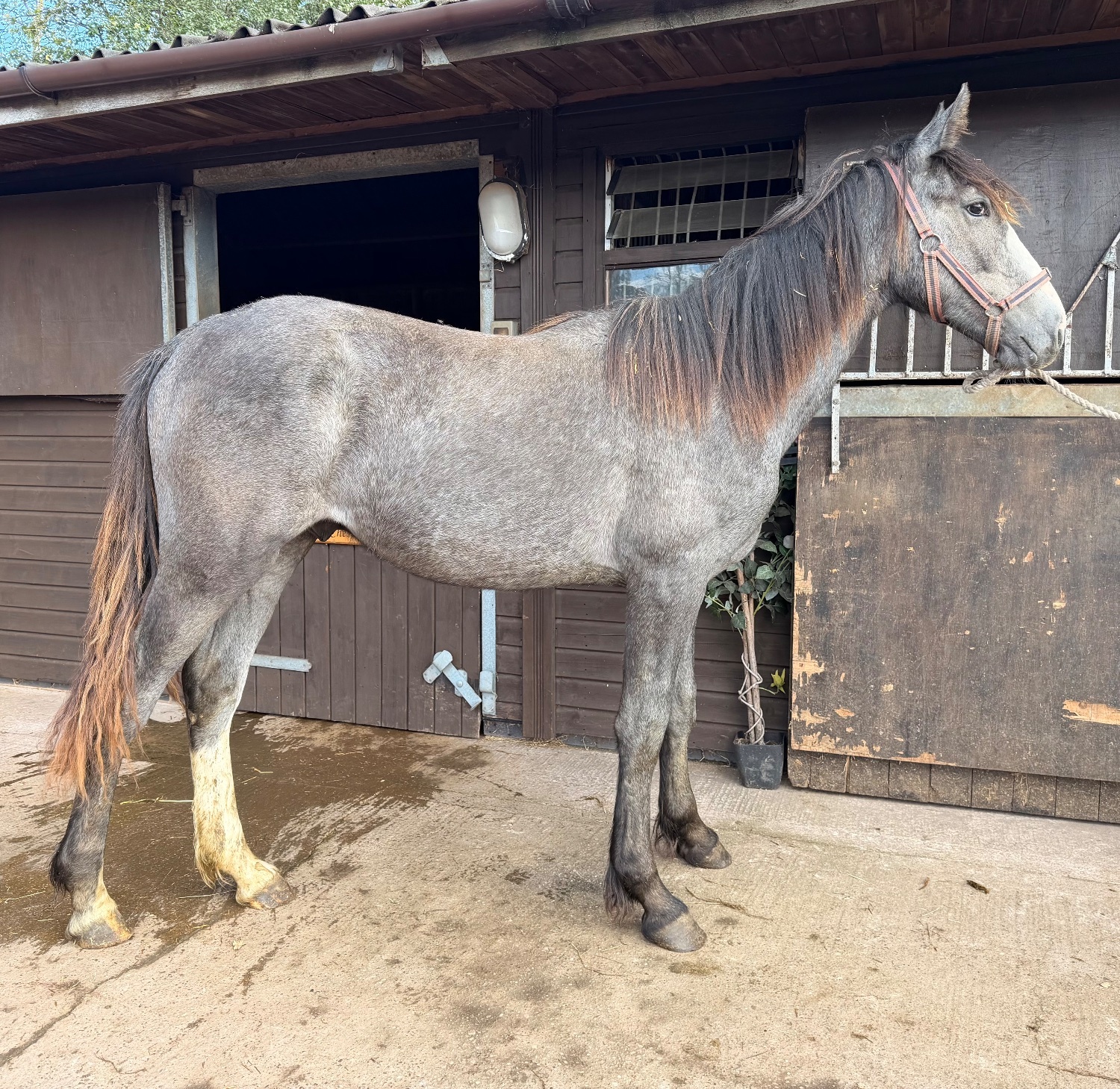 Wolverhampton "Lanky Liam " Iron Grey Colt Youngstock / Foal