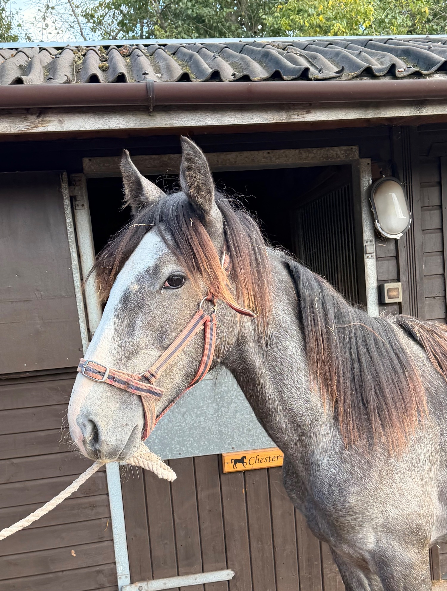 "Lanky Liam " Iron Grey Colt Youngstock / Foal - Horses in Wolverhampton