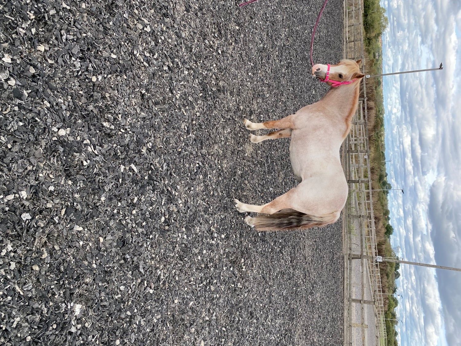 Chippenham "Cindahren Serenade " Chestnut Roan Mare Lead Rein/First Ridden Pony