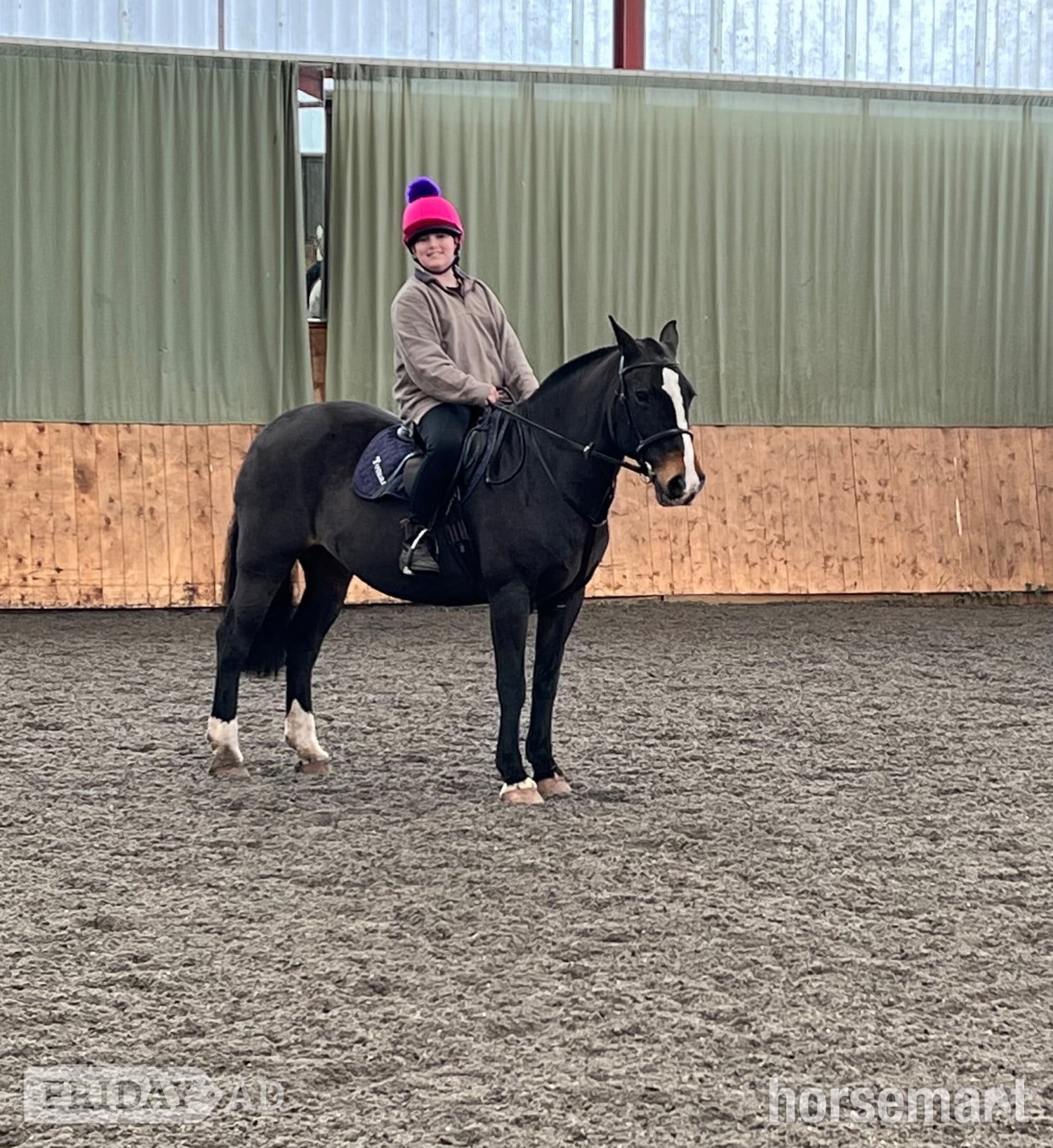 "Prudence" Bay Mare All Rounder in Shrewsbury