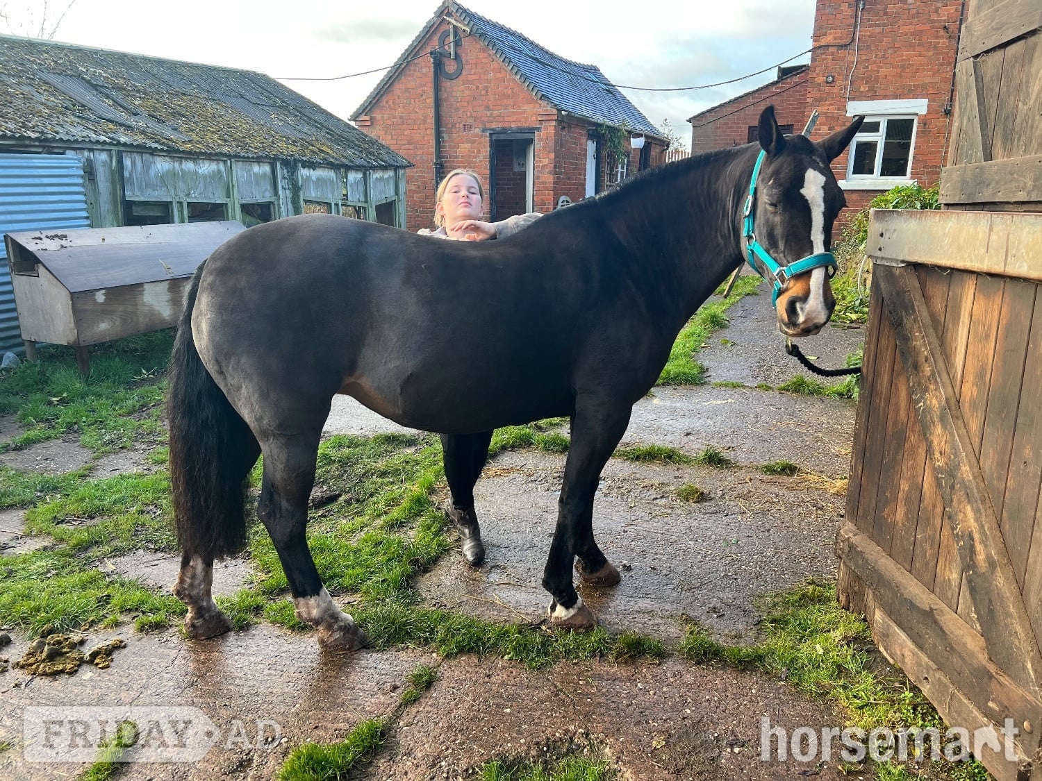 "Prudence" Bay Mare All Rounder