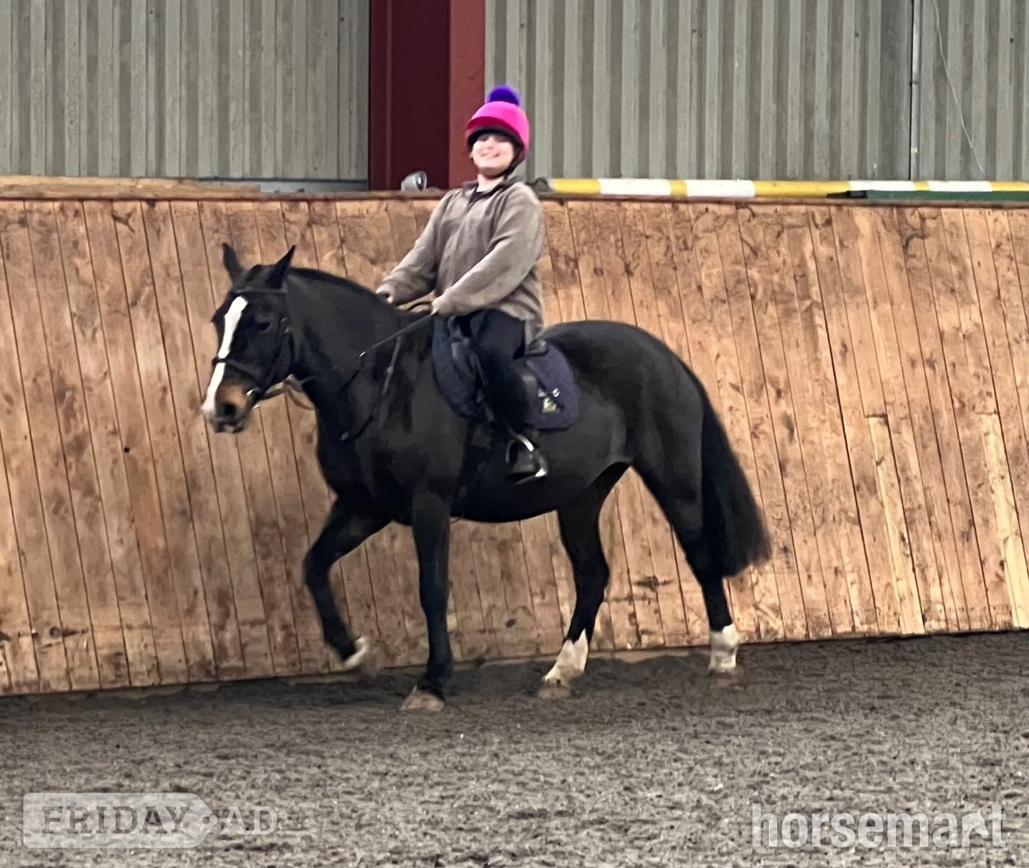 Shrewsbury "Prudence" Bay Mare All Rounder