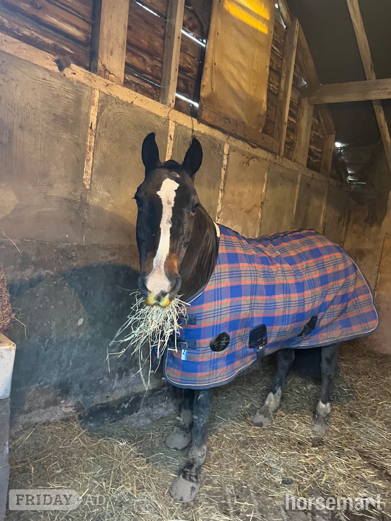 "Prudence" Bay Mare All Rounder - Horses in Shrewsbury