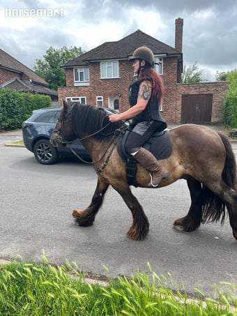 "Bilbo" Bay Gelding Cob/Heavy Horse