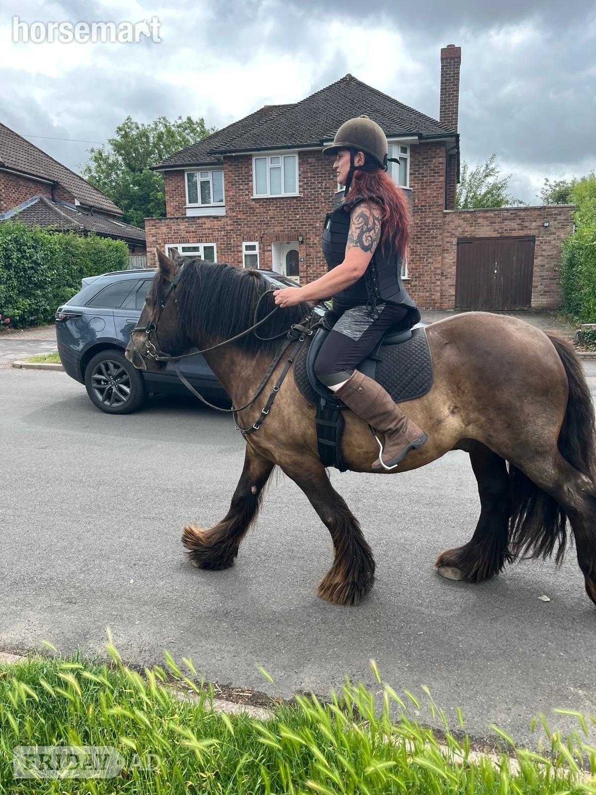 "Bilbo" Bay Gelding Cob/Heavy Horse in Warwick