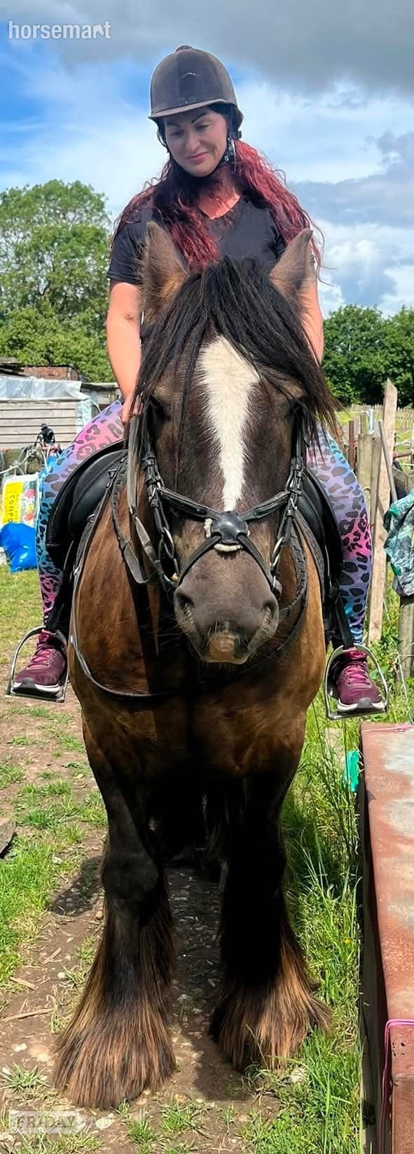 "Bilbo" Bay Gelding Cob/Heavy Horse