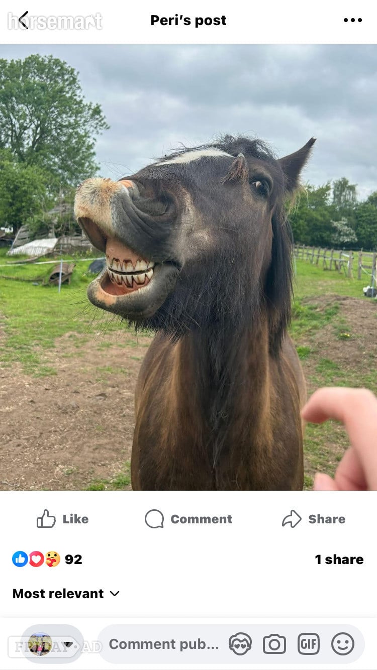 Warwick "Bilbo" Bay Gelding Cob/Heavy Horse