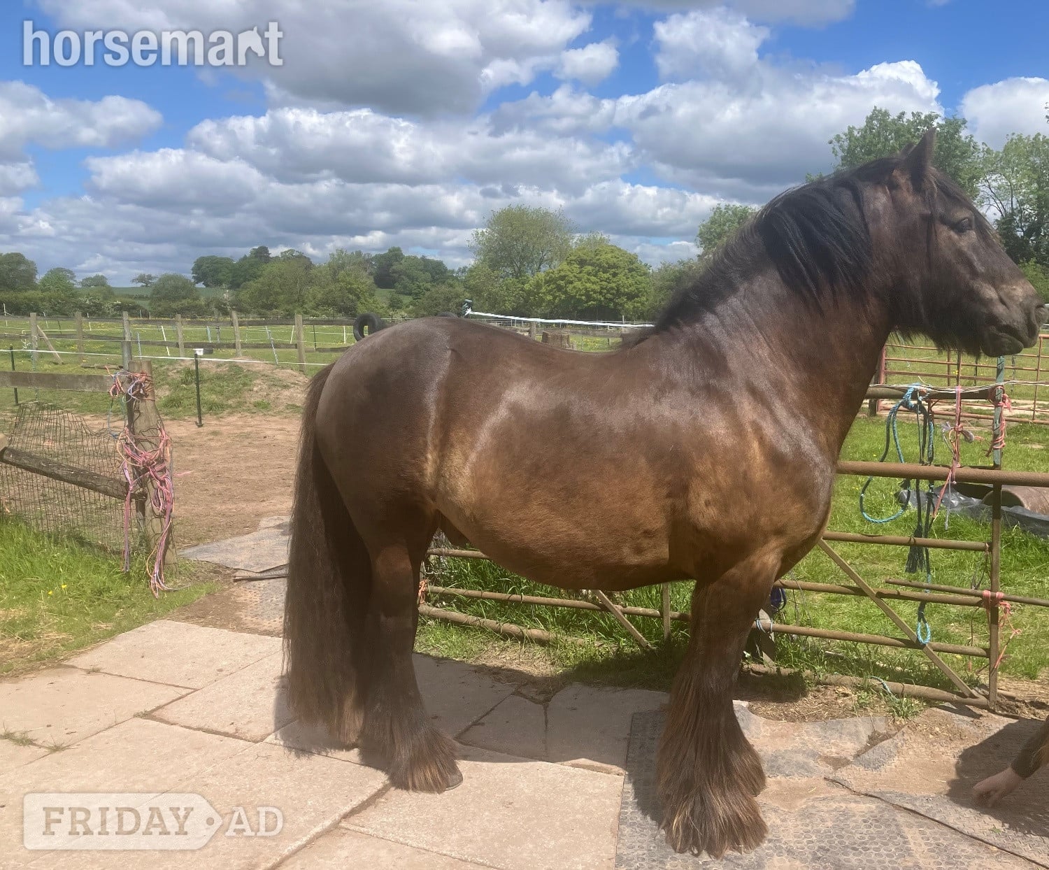 "Bilbo" Bay Gelding Cob/Heavy Horse - Horses in Warwick
