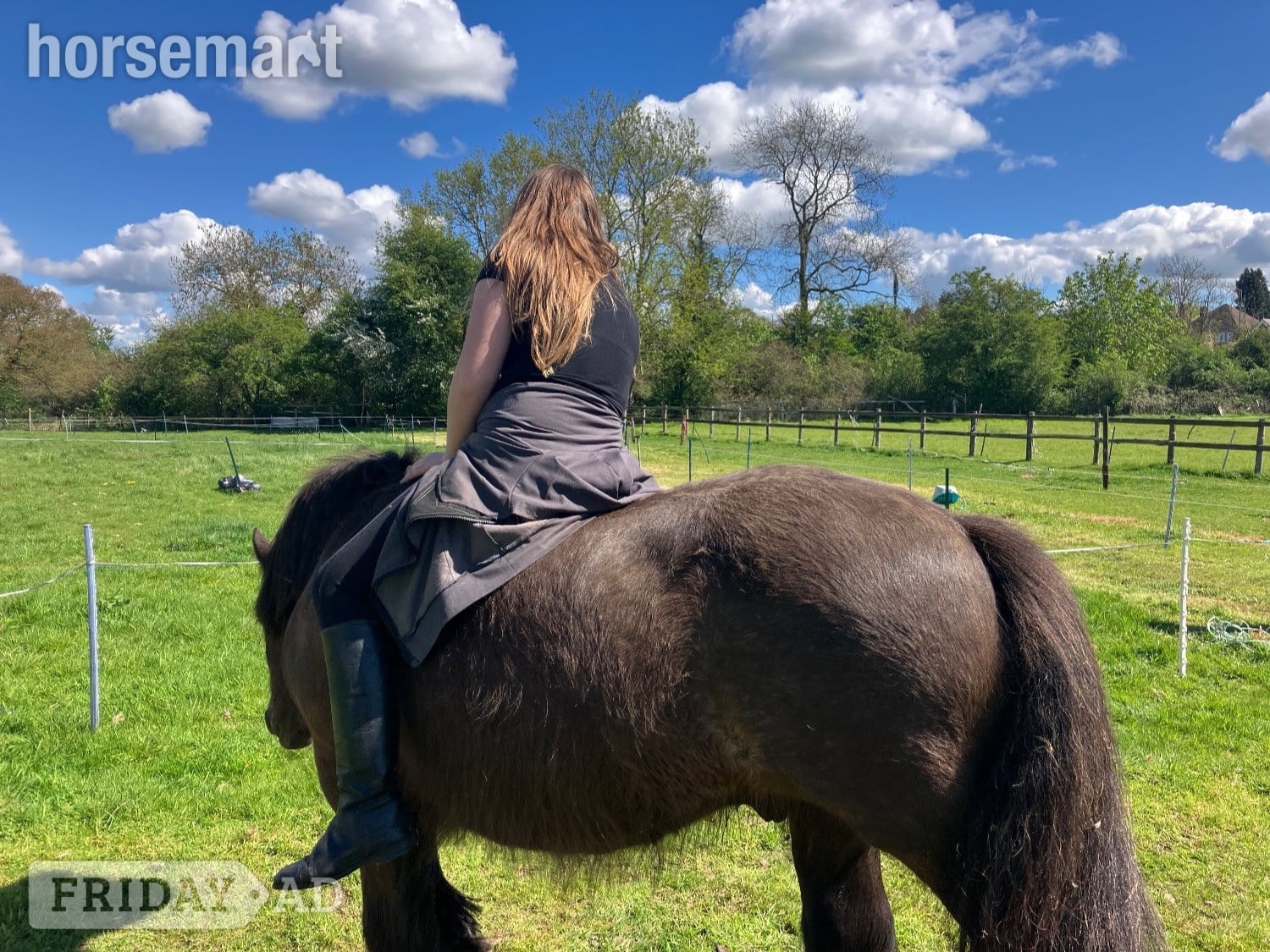 "Bilbo" Bay Gelding Cob/Heavy Horse - Horses