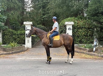 "Hunter" Bay Gelding Ex Racehorse