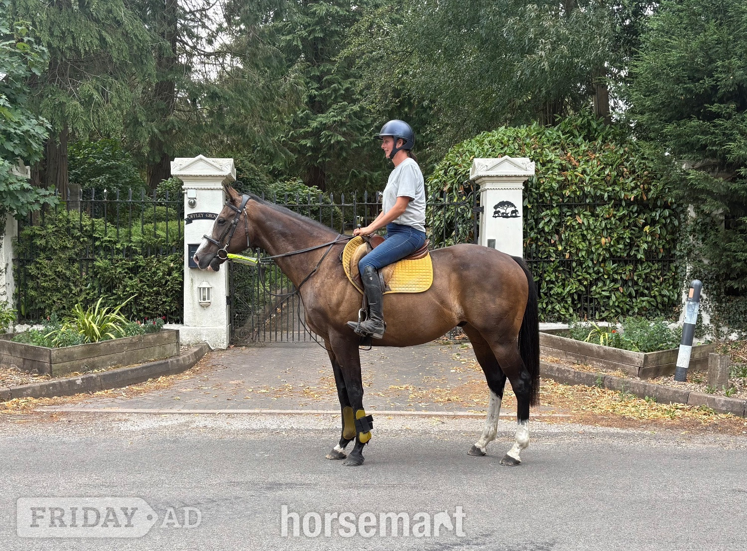 "Hunter" Bay Gelding Ex Racehorse in Adbaston