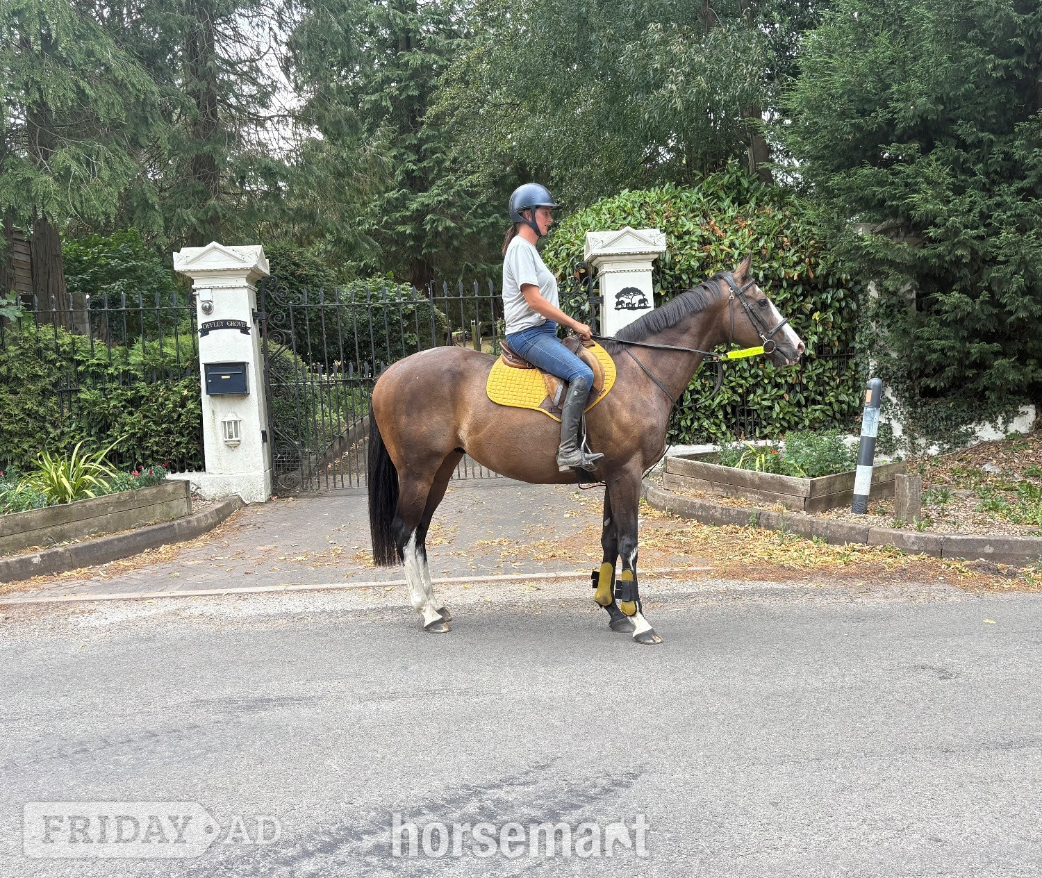 "Hunter" Bay Gelding Ex Racehorse
