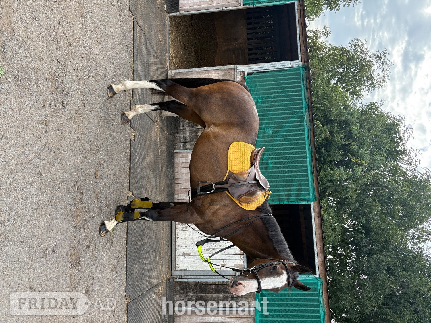 Adbaston "Hunter" Bay Gelding Ex Racehorse