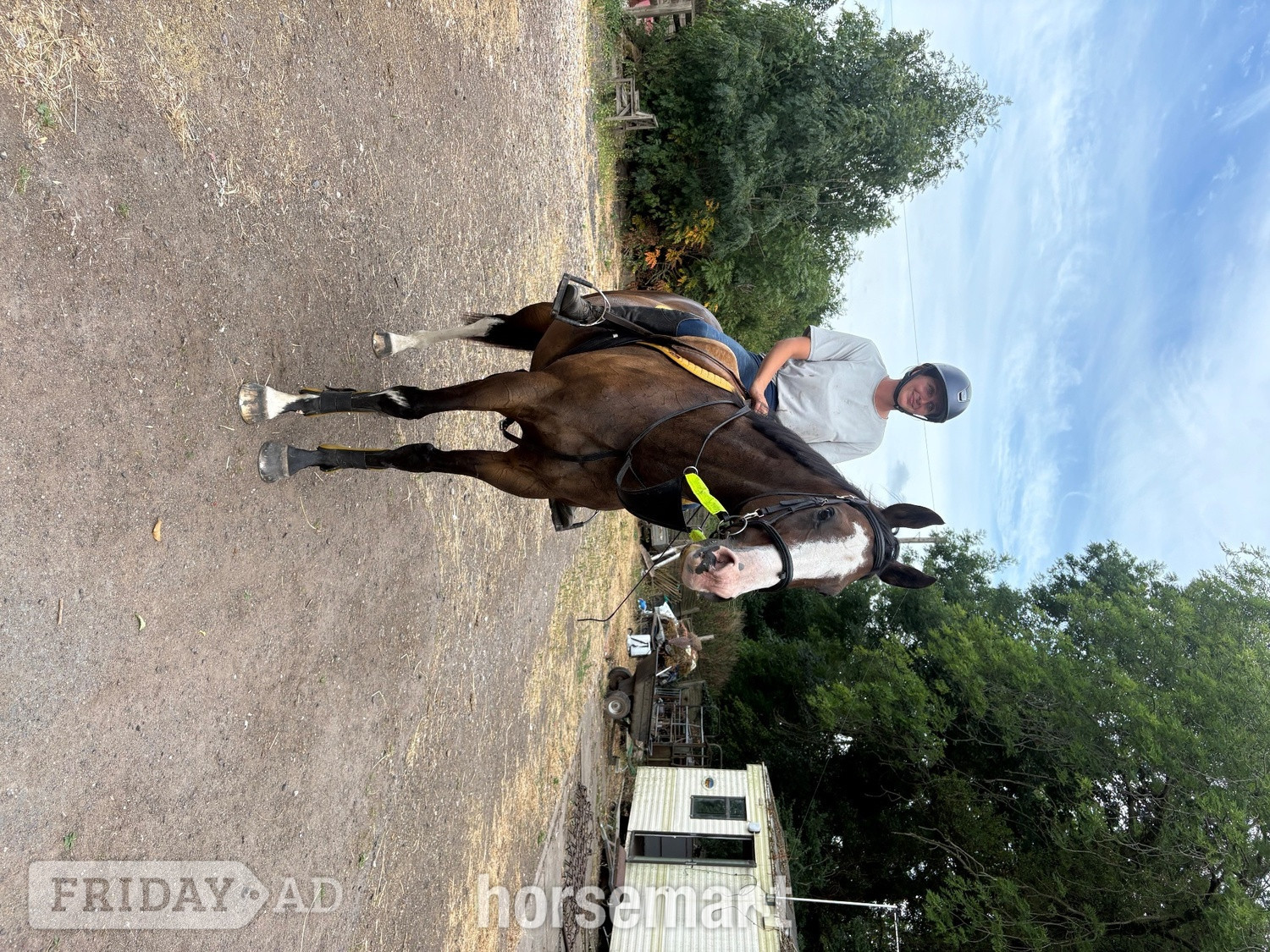 "Hunter" Bay Gelding Ex Racehorse - Horses in Adbaston