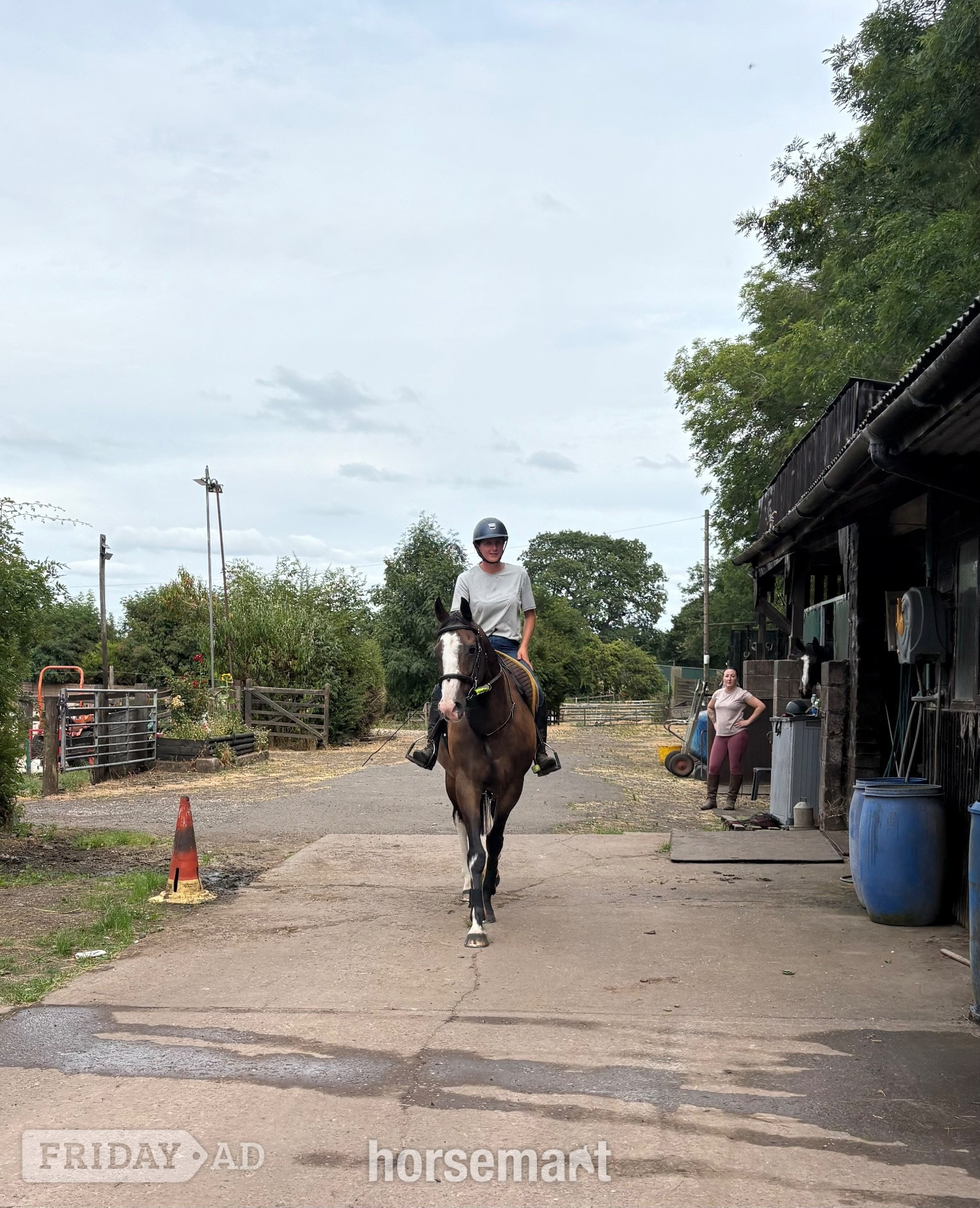 "Hunter" Bay Gelding Ex Racehorse - Horses