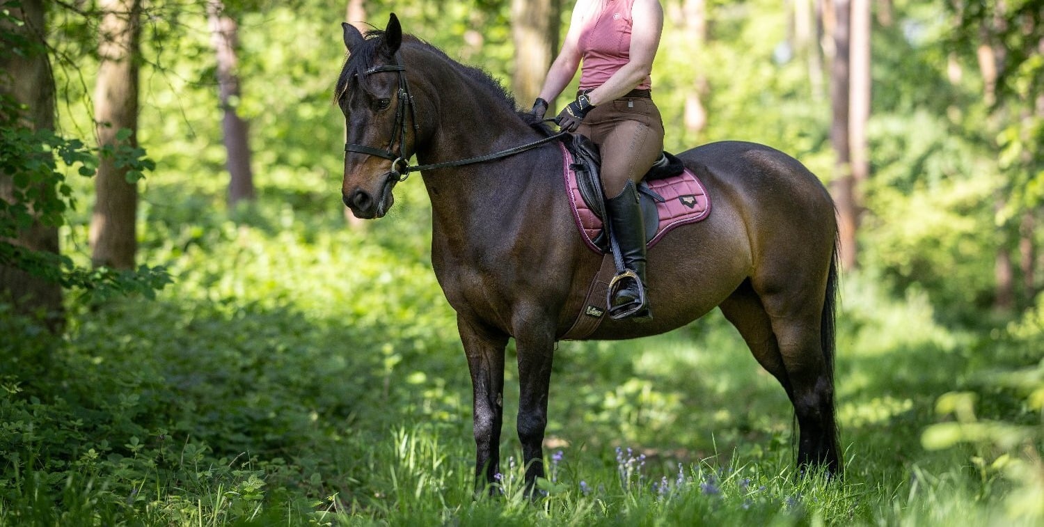 "Trifolio's Progression" Dark Bay Mare All Rounder
