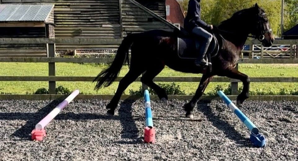 Maldon "Trifolio's Progression" Dark Bay Mare All Rounder