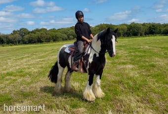 "Ranger: western &amp; english kid-safe Allrounder " Piebald Gelding All Rounder