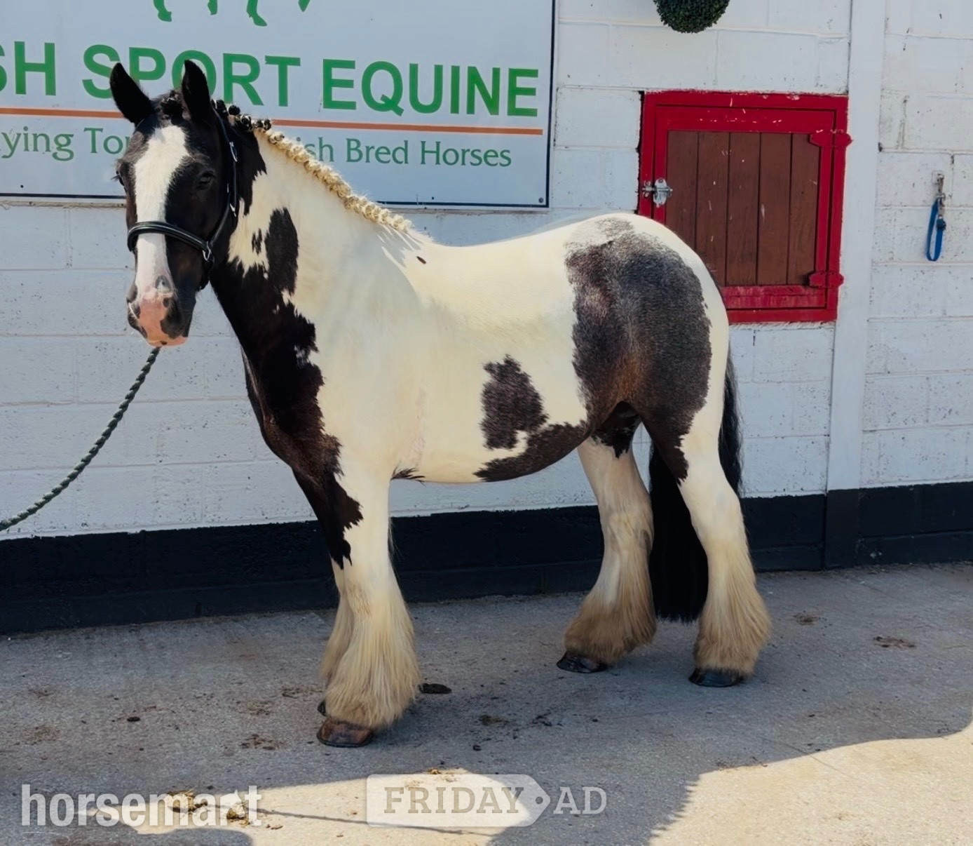 Raheen "Ranger: western &amp; english kid-safe Allrounder " Piebald Gelding All Rounder
