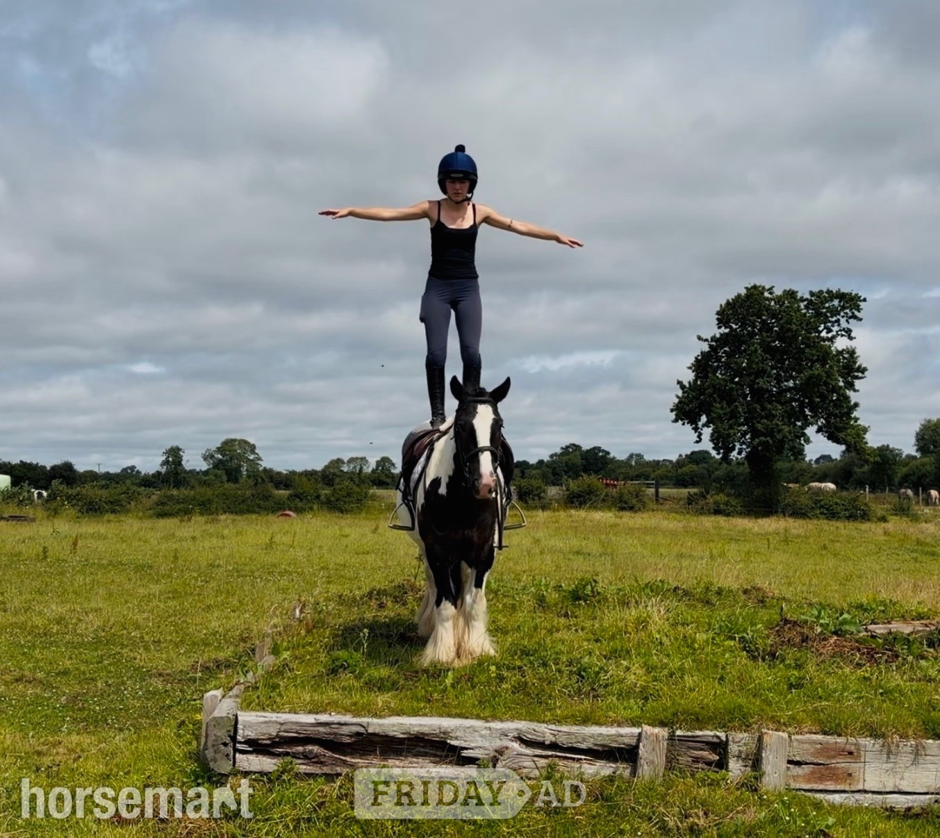 "Ranger: western &amp; english kid-safe Allrounder " Piebald Gelding All Rounder - Horses in Raheen