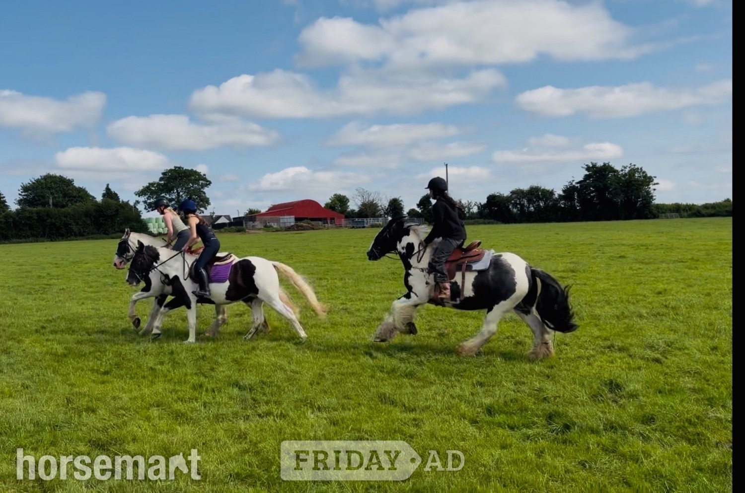 Raheen "Ranger: western &amp; english kid-safe Allrounder " Piebald Gelding All Rounder