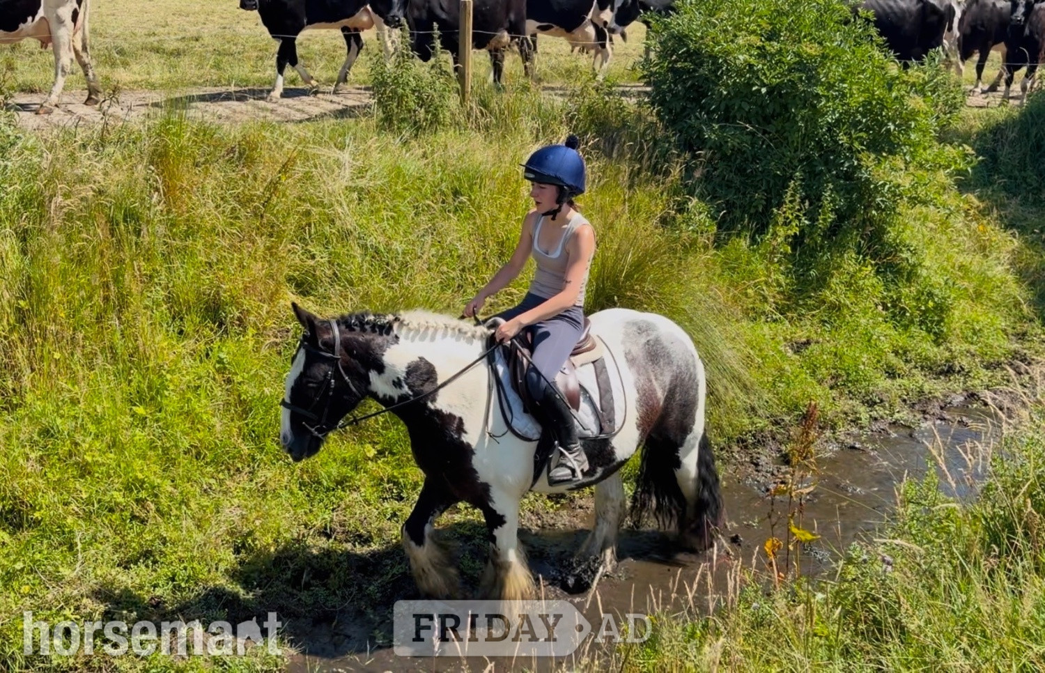 "Ranger: western &amp; english kid-safe Allrounder " Piebald Gelding All Rounder - Horses in Raheen