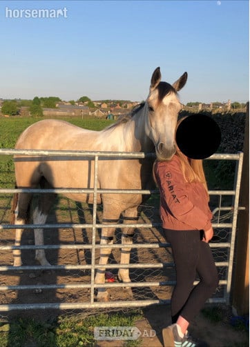 "Nexus Lucky for Some (Nuala)" Buckskin Filly Youngstock / Foal in Sheffield