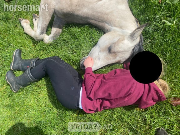 "Nexus Lucky for Some (Nuala)" Buckskin Filly Youngstock / Foal