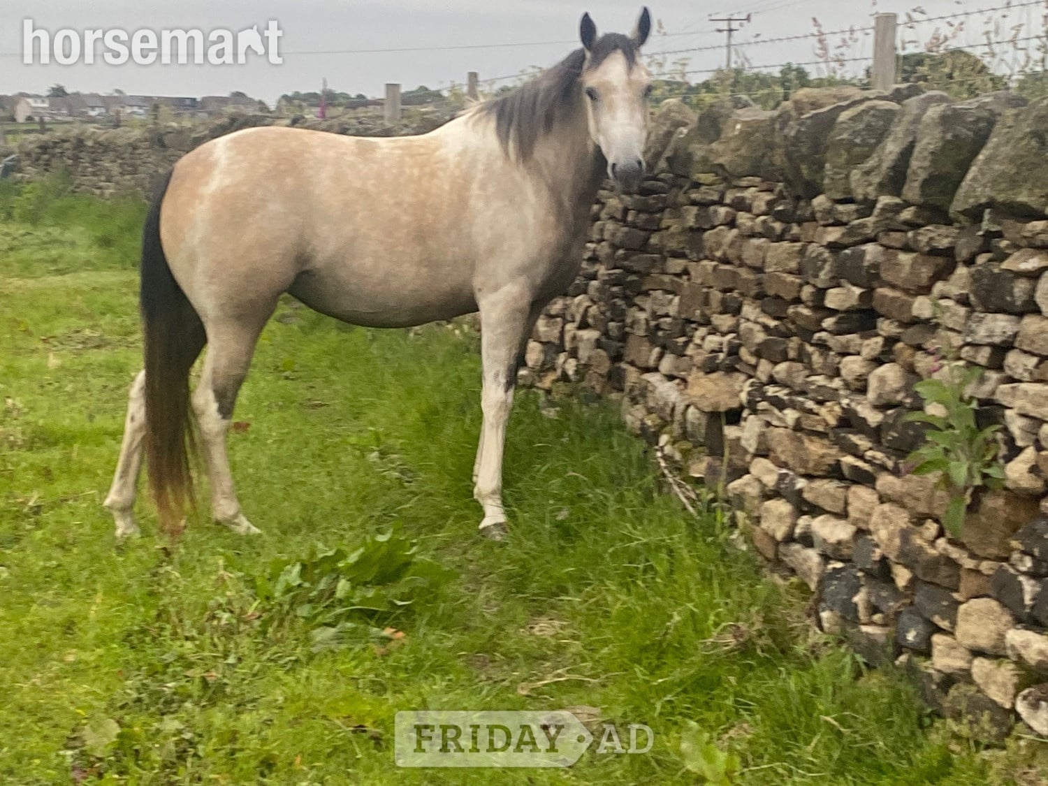 Sheffield "Nexus Lucky for Some (Nuala)" Buckskin Filly Youngstock / Foal