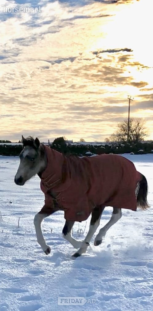 "Nexus Lucky for Some (Nuala)" Buckskin Filly Youngstock / Foal - Horses in Sheffield