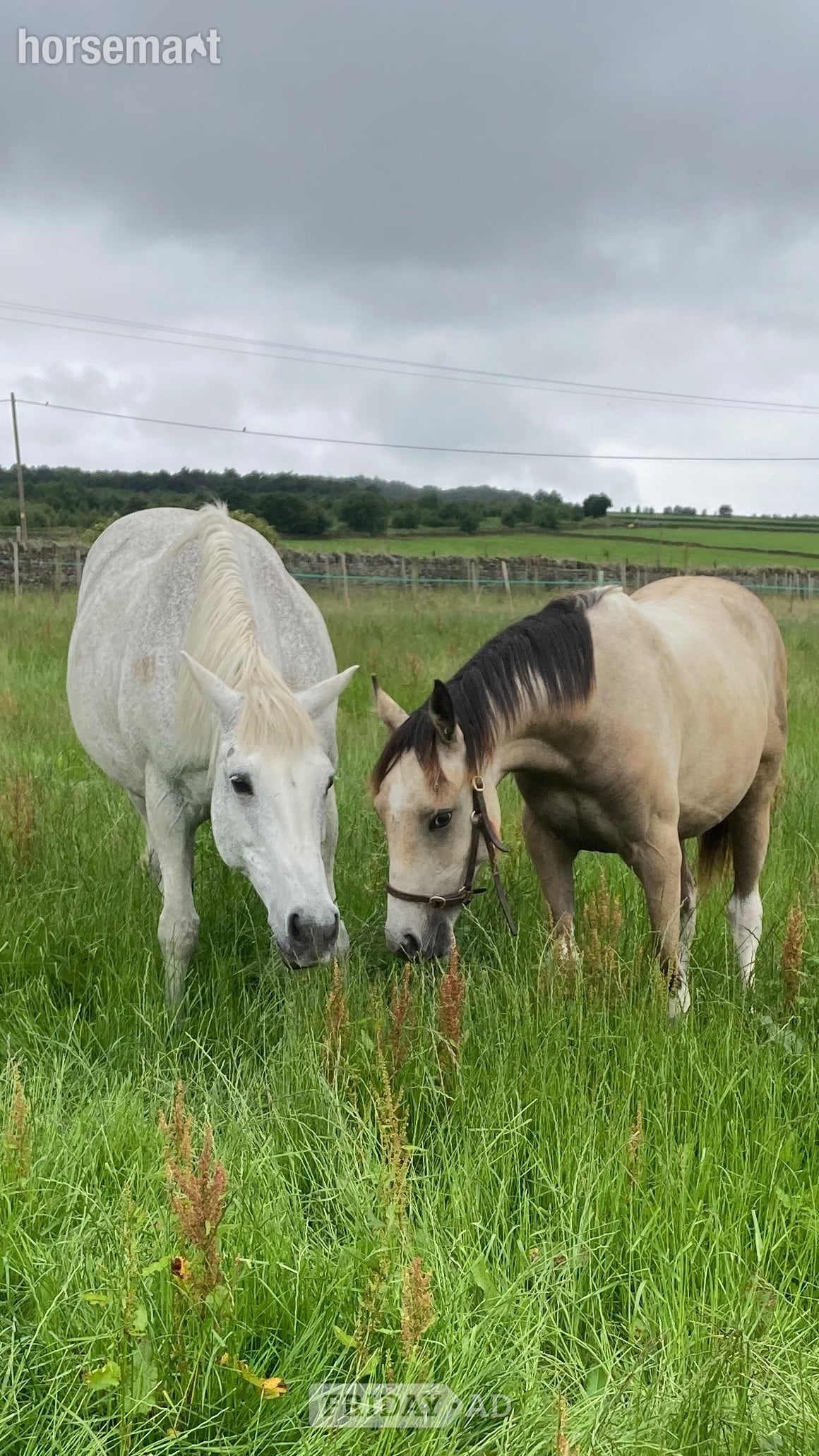 "Nexus Lucky for Some (Nuala)" Buckskin Filly Youngstock / Foal - Horses