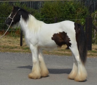 "SD Joshua " Piebald Gelding Cob/Heavy Horse