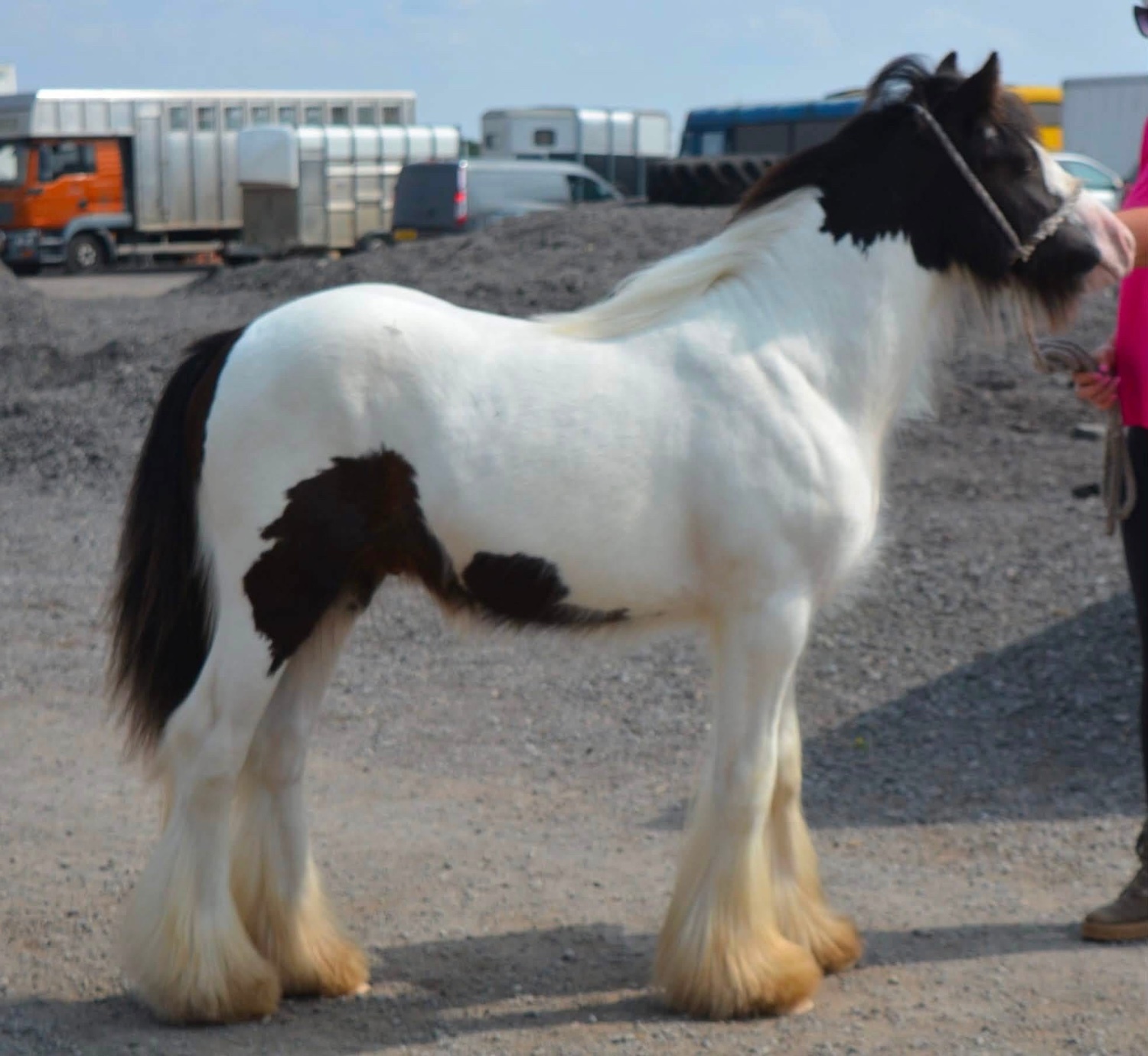 "SD Joshua " Piebald Gelding Cob/Heavy Horse