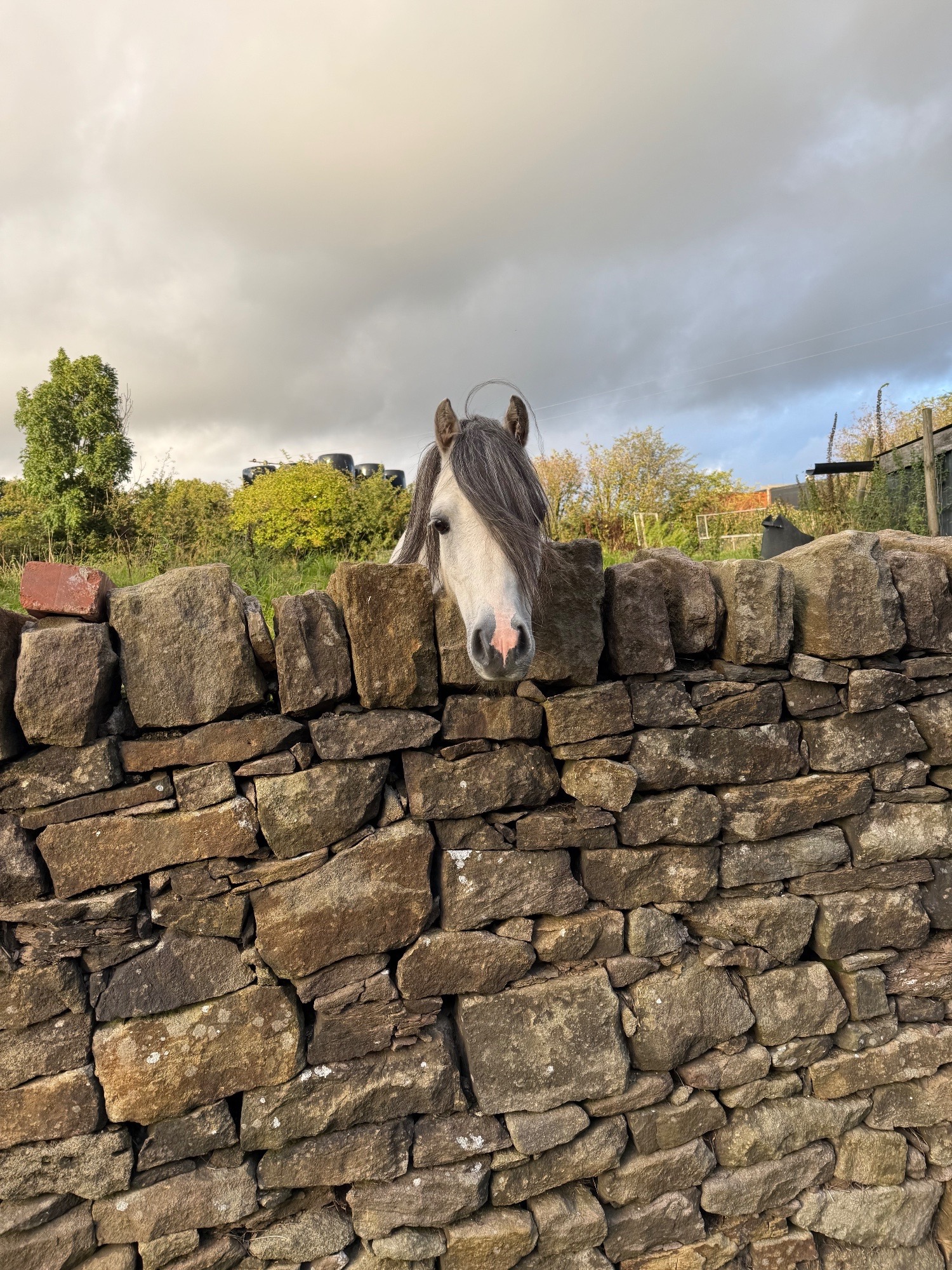 "Harry" Grey Gelding All Rounder