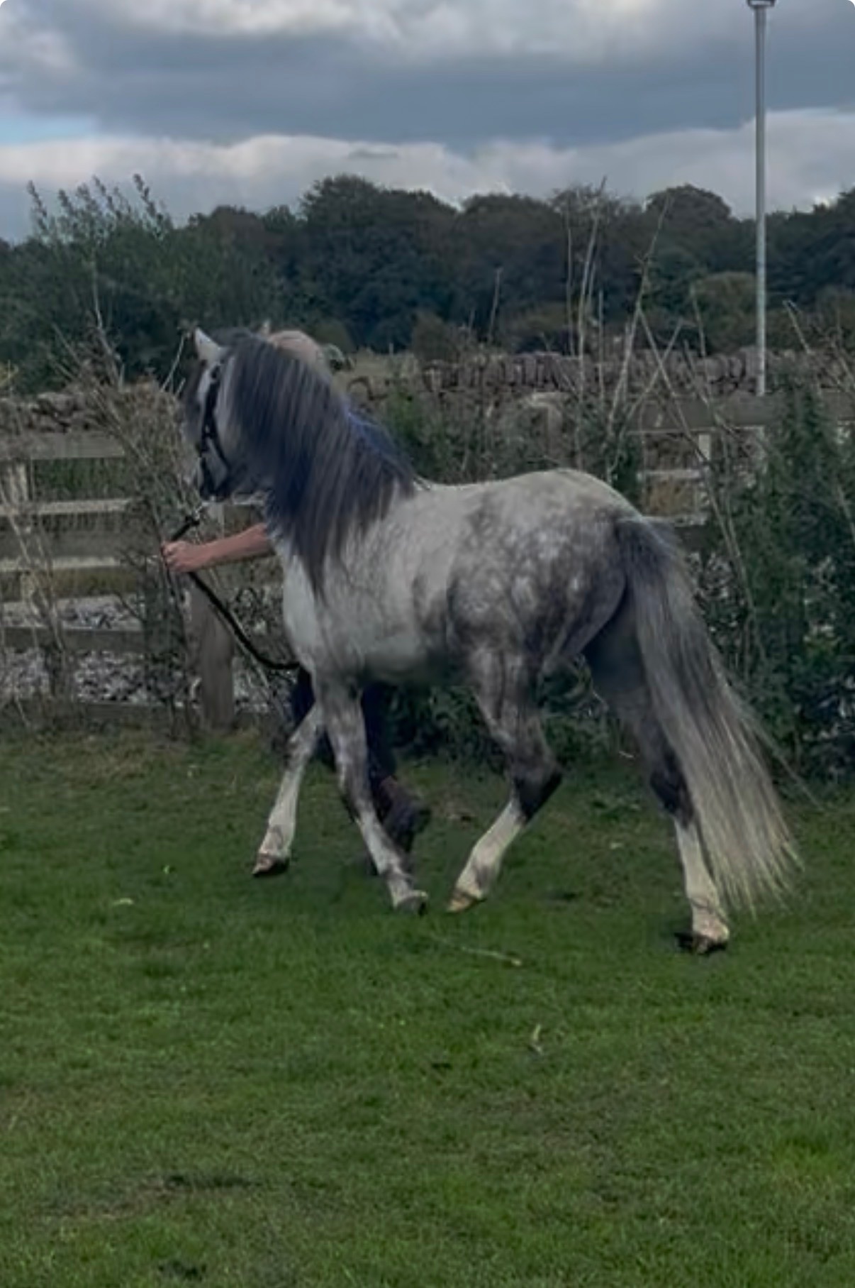 Blackburn "Harry" Grey Gelding All Rounder