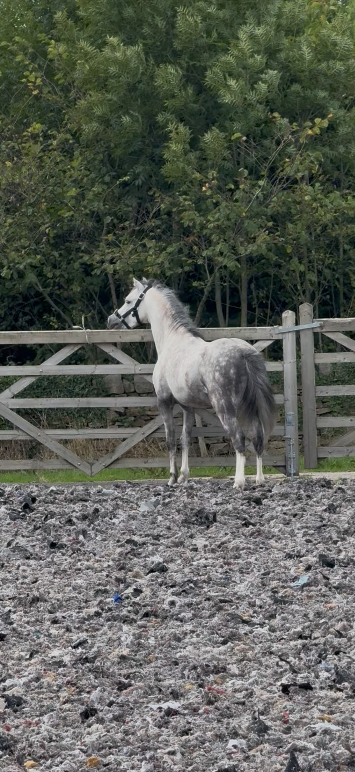 "Harry" Grey Gelding All Rounder - Horses