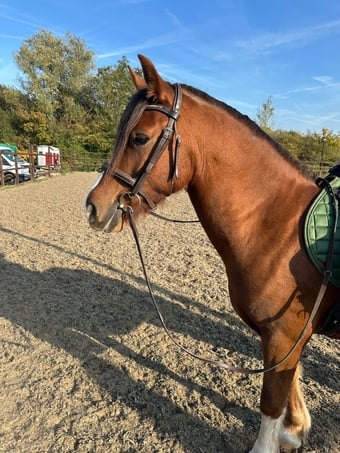 "Chance" Chestnut Gelding All Rounder