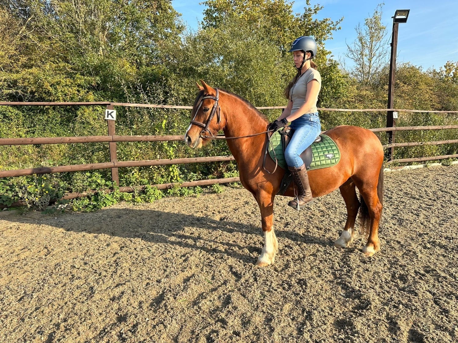 "Chance" Chestnut Gelding All Rounder