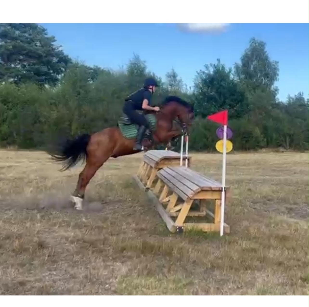 Staines "Chance" Chestnut Gelding All Rounder
