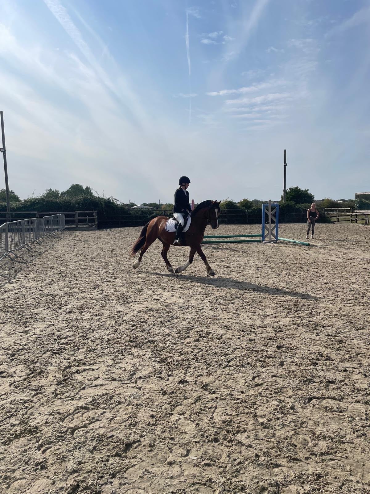 "Chance" Chestnut Gelding All Rounder - Horses in Staines