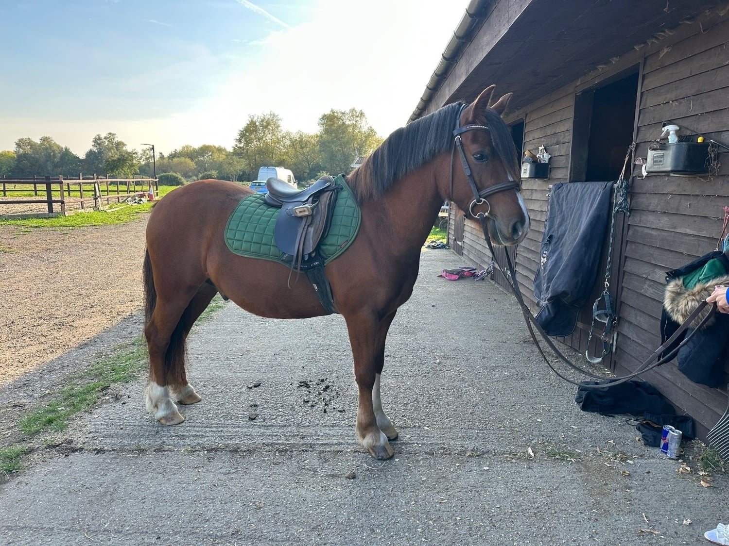 "Chance" Chestnut Gelding All Rounder - Horses