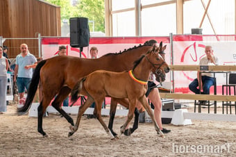 "Double U WW - BWP Foal Auction - Golden River Edition" Bay Stallion Show Jumper