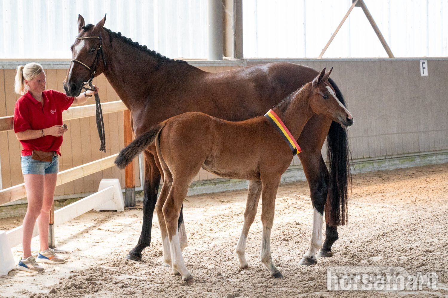 "Double U WW - BWP Foal Auction - Golden River Edition" Bay Stallion Show Jumper - Horses in Dover